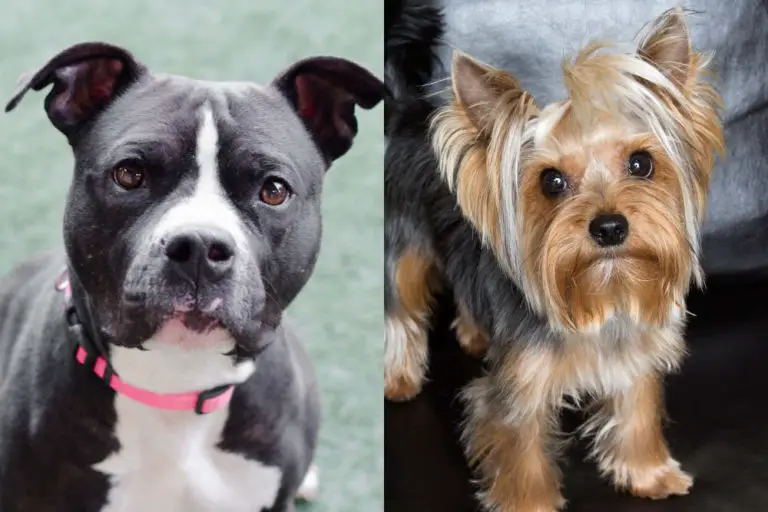 Pitbull Yorkie Mix Breed: Everything You Need To Know