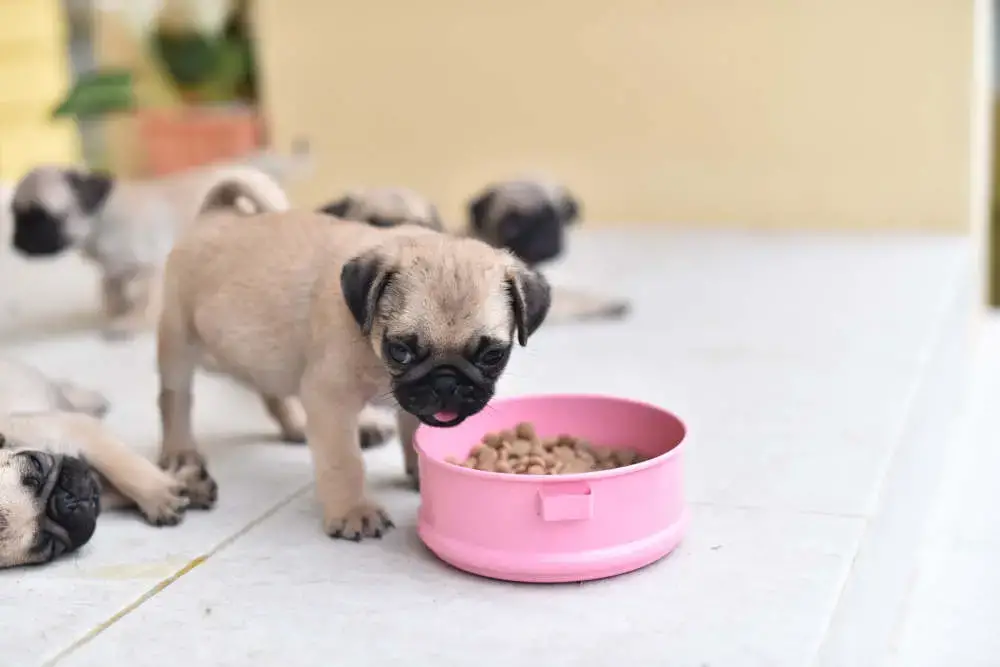 when can puppies eat solid food