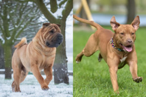 Shar Pei Pitbull Mix (Sharpull Terrier) What You Need to Know