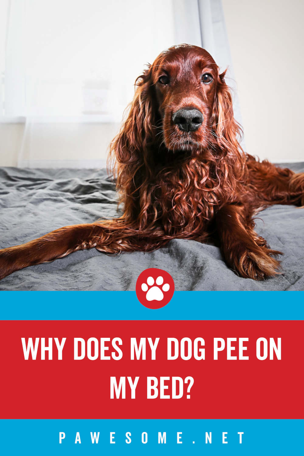 Why Does My Dog Pee On My Bed? (Behavior, Medical, Etc.)